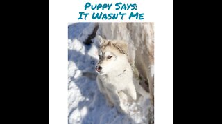 Husky Puppy Says: It Wasn’t Me