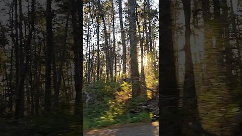 Driving through the magical forest on the Pacific Coast #shorts #travel #trending #nature #roadtrip