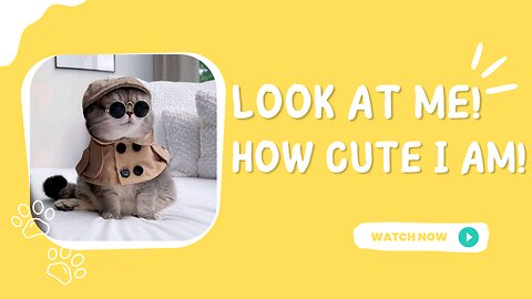 Cute Cat Videos: Adorable Compilation for Cat Lovers