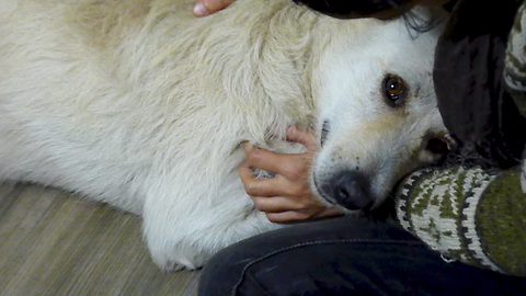 Rescue of homeless dog suffering from cancer who only wanted to be hugged