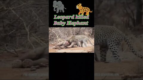 Leopard Killed Baby Elephant 🐘 2022 ||