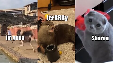 Funny Animal Voiceover Compilation Part 6 @klrdubs TikTok