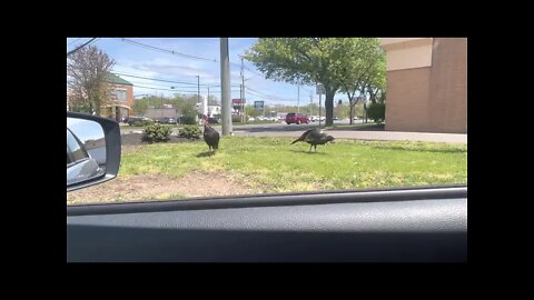 Asking Turkeys For Directions