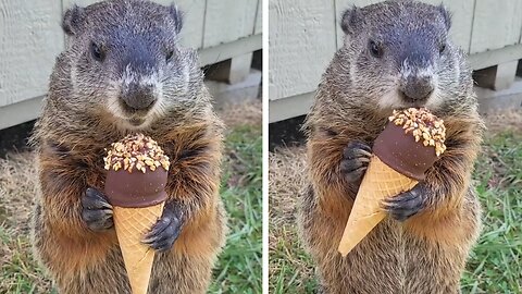 squirrel eating icecream