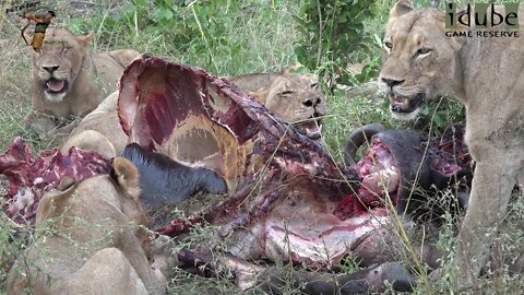 Buffalo Eaten By The Mangheni Pride (The Other Mapogo Daughters, Part 5)