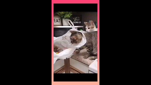 funny video of cats