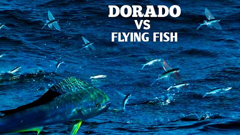 Dorado Fish vs Flying Fish | Flying Fish With Amazing Skills To Escape Sea Predators |