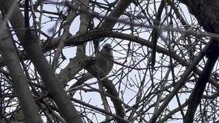 Blue Jay in a tree