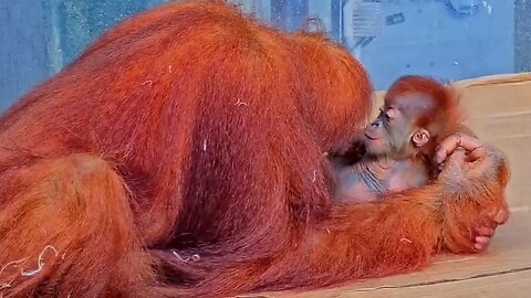 Sumatran Orangutans At The Toronto Zoo