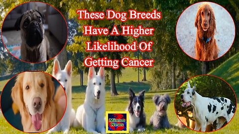 These dog breeds have a higher likelihood of getting cancer, according to new research