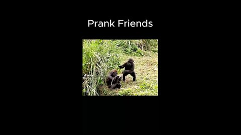 Prank Friends