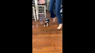 Boston Terriers Puppy playing