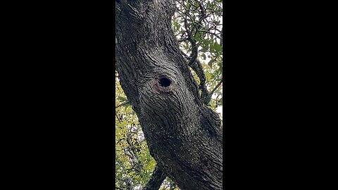 Paddle boarding bee tree. I get to put up 'bee houses' (swarm traps) on this property.