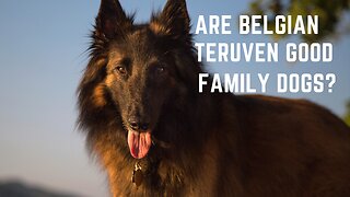 Belgian Teruvens. Are Belgian Teruven Good Family Dogs?