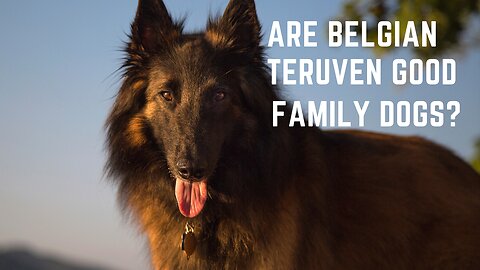 Belgian Teruvens. Are Belgian Teruven Good Family Dogs?