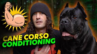 How To Exercise a Cane Corso