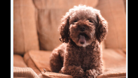 Cute fluffy poodle / play with my dog/ caniche