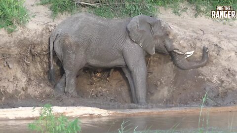 Beautiful Elephant Sighting In A South African River | Iconic Africa