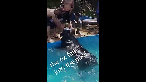 The ox fell into the pool
