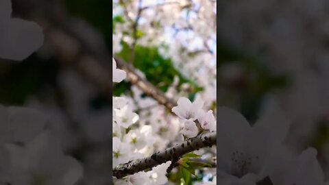 #flowerblooming#flowers#naturelovers#nature#amazing#natural#apricots