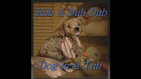 Rub a Dub Dub Dog in a Tub