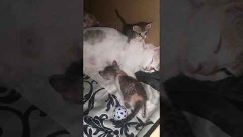 Cute little Funny Kittens Playing and fighting for Milk Vlog