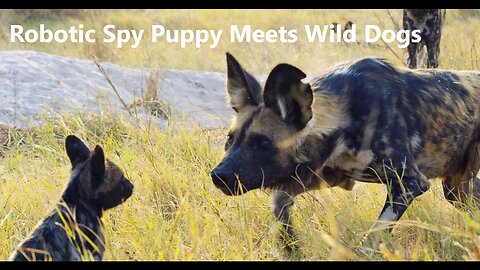 Robotic Spy Puppy Meets Wild Dogs