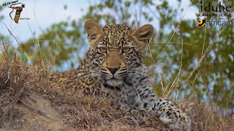 Leopard And Cub - Life Outside The Bushcamp - 42: Cub Poses For The Cameras