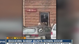 Bighorn Sheep busts down door