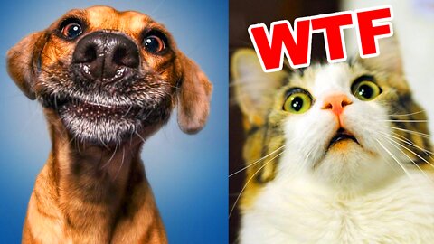 😂 Funny Dogs and Cats Videos 😂 | Try Not to Laught 2022 Latest