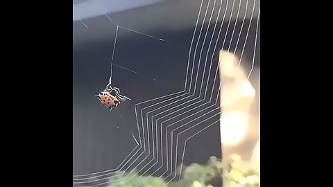 How a spiny orb-weaver spider builds her web
