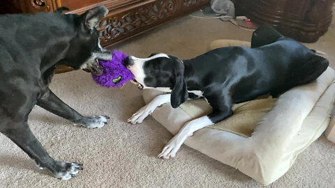 Funny Great Danes Play Tug Of Toy On The Bed