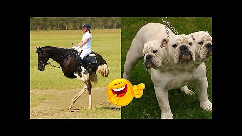 Best Funny Animal Videos Of The Year | Cutest Funny Animals Video