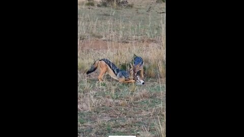 Its lunch time #wildlifemagictv#wildlifemagic#wildlife #Wild #animals#nature