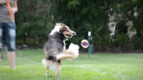 Dog hilariously obsessed with popping bubbles