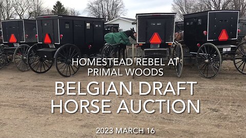 Belgian Draft Horse Auction, Topeka IN