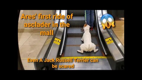 Train Ares for shopping mall escalator. Critical to show him the confidence!