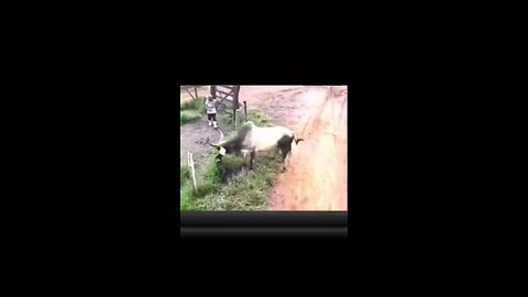 viral funny fight cow and dog