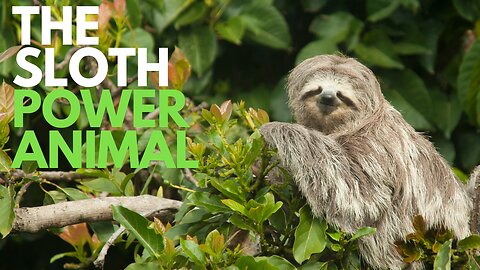 The Sloth Power Animal