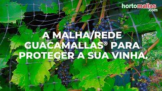 A malha/rede GUACAMALLAS® para proteger a sua vinha.