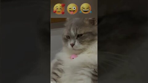 #shorts Смешные Коты Из Тик Тока 270 Funny Cats From Tiktok