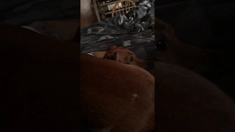 Wiener Dog Mini Dachshund Sleepy Time