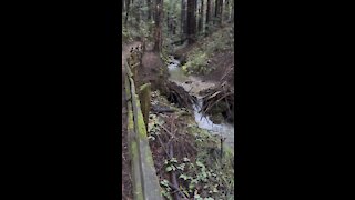 Redwoods Overlooking Falls