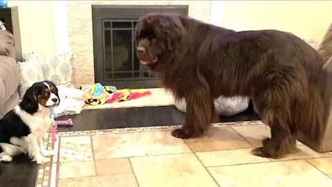 Giant Newfoundland and tiny Cavalier Spaniel puppy are the best of friends 2021