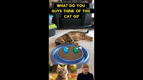 Cute Cat Gif