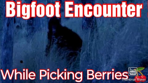 Bigfoot Encounter While Picking Berries.