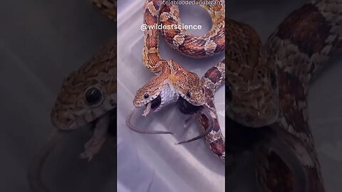 Two-headed Corn Snake feeding on mice.