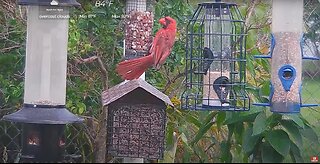 Florida Bird Feeder SWFL Live Camera HD