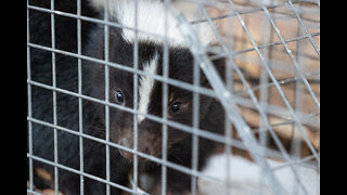 Skunk came back with her friend and caught her in the trap.