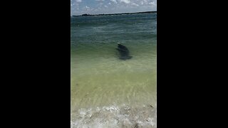 Incredible Baby Manatee Walks With Me! | 4K